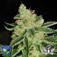 T H Seeds Cold Creek Kush